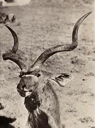 Construir um império na era fascista: exemplo de um agazen, 09/05/1936 (foto a p/b)