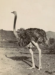 Construir um Império na Era Fascista: exemplo de uma avestruz, 09/05/1936 (foto a p/b)
