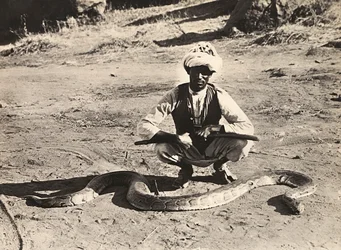 Construir um império na era fascista: indigeno com uma pitão, 09/05/1936 (foto a p/b)