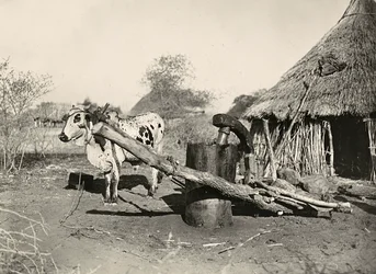 Construir um império na era fascista: petroleiro indígena, 09/05/1936 (foto a p/b)