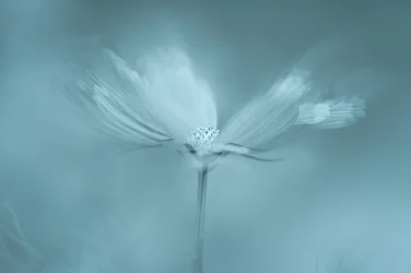 Flor Azul de Sonho