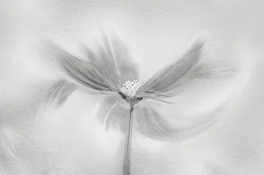 Movimento da Flor Etérea