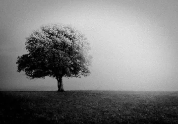 Árvore solitária na neblina