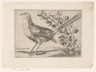 Vogel Codazinzola (título no objeto) Vogels (título da série)
