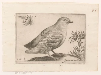 Vogel Passra Indiana (título no objeto) Vogels (título da série)