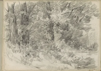 vista da floresta