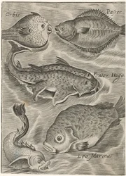 Studieblad conheceu de forma diferente Ícones de peixes ao vivo (título da série)