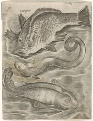 Folha de estudo com três peixes
Piscium vivae icones (título da série)