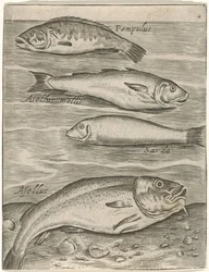 Studieblad conheceu vier vissen Ícones de peixes ao vivo (título da série)
