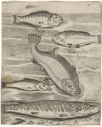 Studieblad conheceu vijf vissen Ícones de peixes ao vivo (título da série)