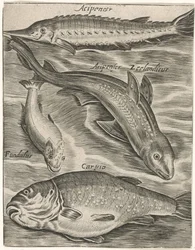 Studieblad conheceu Vissen Ícones de peixes ao vivo (título da série)