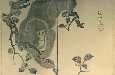 Macaco, 1815, 1924.