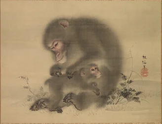 Macacas