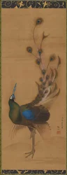 Pavão, 1786.