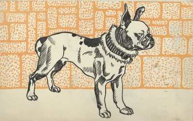 Pit Bull Terrier, 1912.