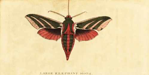 Elefante falcão traça, Deilephila elpenor,1800 (gravura)