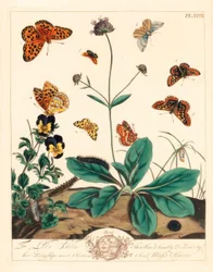 Fritillary oleoso, Euphydryas aurinia, fritillary marrom alto, Fabriciana adippe, mariposa de barra tripla, Aplocera plagiata, amarelo salpicado, Pseudopanthera macularia e mariposa carmesim e dourada, Pyrausta purpuralis, sarna do diabo, Succisa pratensis