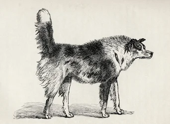 Pastor de meia raça com intenções hostis, de Charles Darwin "A Expressão das Emoções no Homem e Animais", 1872