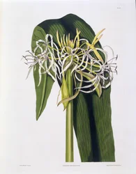 Crinum Declinatum, Plate 43 de &39;Uma Seleção de Plantas Hexandrianas&39;, publicado R. Havell, Londres, 1831-34 (gravura colorida à mão)