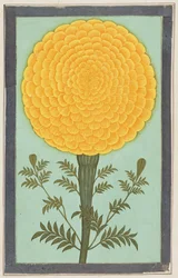 Um Marigold, do Small Clive Album (wc no papel)