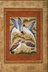 Pássaros. Dor de guache miniatura da escola de moghole. 1590-1600. Paris, Museu Guimet, Museu Nacional de Artes Asiáticas.