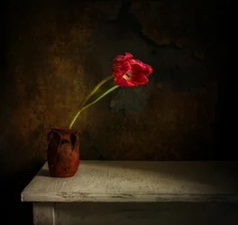 Tulipa Vermelha Moody