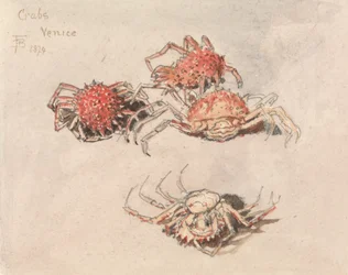 Estudos sobre caranguejos-aranha, Veneza