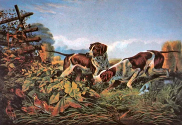 Desportos de Campo Americanos: Em um ponto