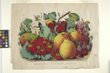 Fruta Americana de Verão (litografia colorida à mão)