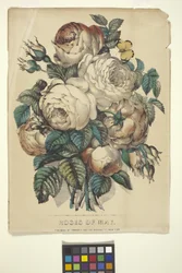Rosas de Maio (litografia colorida à mão)