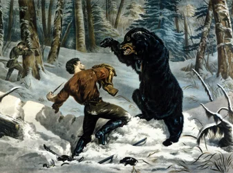 A Vida dos Caçadores (Caçadores Profissionais) no Canadá: Um caçador é atacado por um urso pardo. Ilustração por Yves e Currier.
