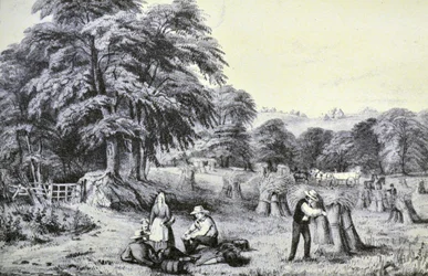 Currier & Ives Ilustração do século XIX. Colheita