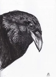 Corvo ou Corvo, 2020