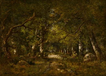 Cena da floresta
