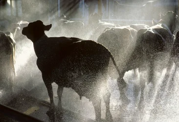 As vacas leiteiras são lavadas num duche antes de serem ordenhadas no Kibbutz Yotvata, um...