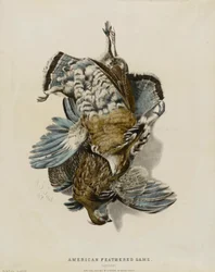 Caça de penas americana--Partridges