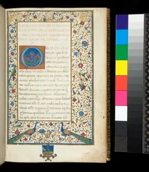 Sra. 336. Sallust, Catilina e Jugurtha, f.1r. Borda totalmente iluminada com pavões, coelhos, periquitos verdes e uma pomba.