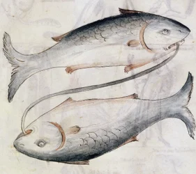Sloane 3983 Desenho de Peixes, de uma tradução de um tratado astrológico persa por Jafar ibn Muhammad (velino)