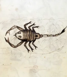 Sloane 3983. Folio No: 23 O signo zodiacal Escorpião (vellum)