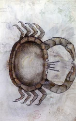 Sloane 3983 f.14v, Um caranguejo, signo do zodíaco para Câncer