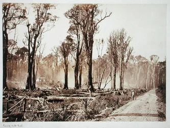Arbusto de Setenta Milhas (foto sépia)