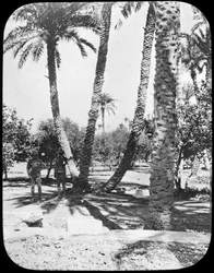 General Gordons Garden, Cartum, Sudão, c1890