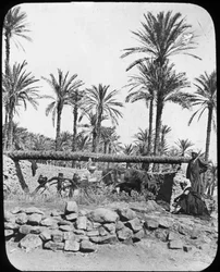 Roda d&39;água, Egito, c1890