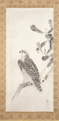 Hawk empoleirado num ramo (tinta sobre papel)