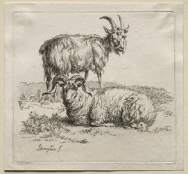Animalia: Carneiro e Cabra