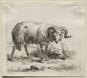 Animalia: Carneiro e Ovelha