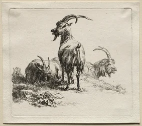 Animalia: Três cabras