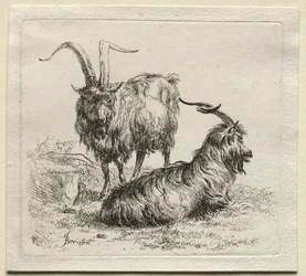 Animalia: Duas cabras