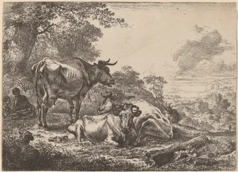 Vacas Descansando.