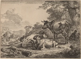 Vacas Descansando.